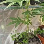 Pure skunk kannabia