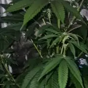 Original sensible seeds 2026