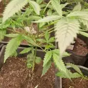 Zammigrow2026