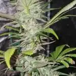 Original sensible seeds