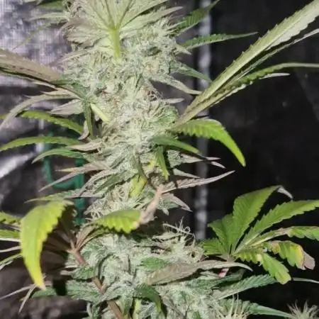 Original sensible seeds