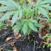 Pure skunk kannabia