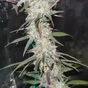 Pink gelto  kanniabisn