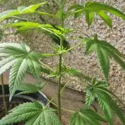 Pure skunk kannabia