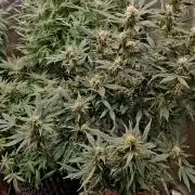 Sweet seeds winter run