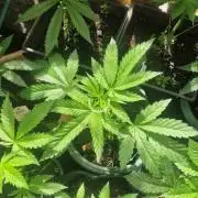Kannabia  K-Haze