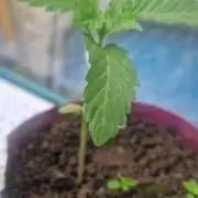 Mexican satvia