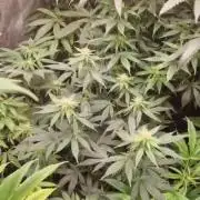 Sunset sherbert kannabia