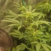 Original sensible seeds 2026