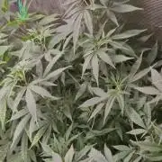 Zammigrow2026