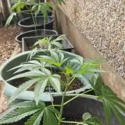 Sunset sherbert kannabia