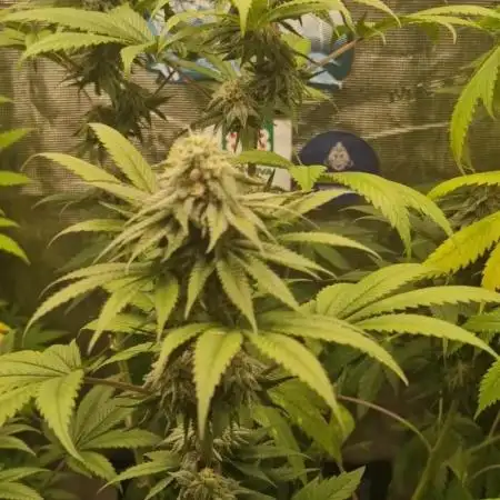 ZAMMIGROW2024