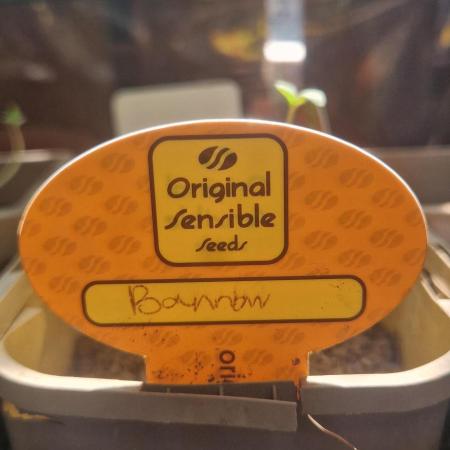 Original senieble seeds 2026
