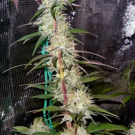 ZAMMIGROW2024