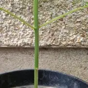 Melonade k