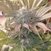 A-Haze go fast