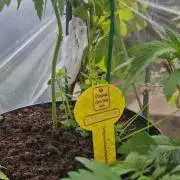 Original sensible seeds 2026