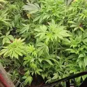 Original sensible seeds