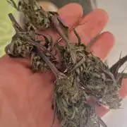 Original sensible seeds