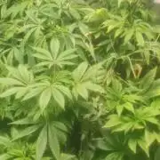 Original sensible seeds