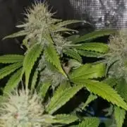 Pure skunk kannabia