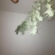 Royal Critical Auto