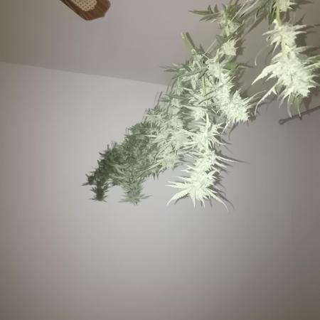 Royal Critical Auto