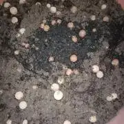 Experimental Grow+Aged sheep manure