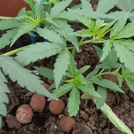 Royal Critical Auto