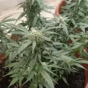 Royal Critical Auto