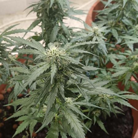 Royal Critical Auto