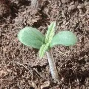 Experimental Grow+Aged sheep manure