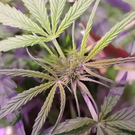 Experimental Grow+Aged sheep manure
