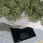 Experimental Grow+Aged sheep manure