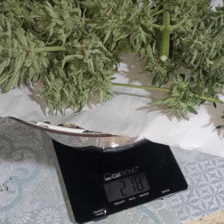 Experimental Grow+Aged sheep manure