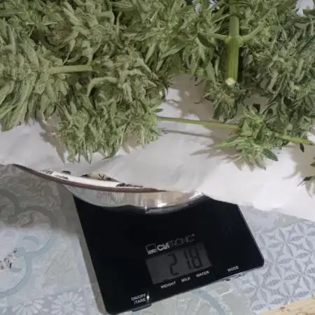 Experimental Grow+Aged sheep manure