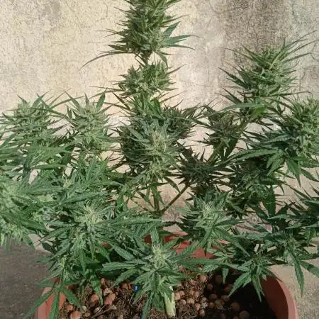 Experimental Grow+Aged sheep manure