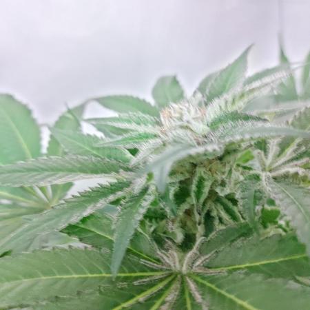 FIRST GROW ON HERE!! Strawberry Gum 1x, Blue Zushi 2x, Critical Mass 2x, and Gorilla Blue 1x :) Follow for Updates every monday!!