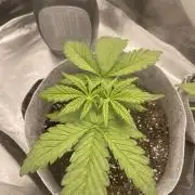 Frostbanger Winter Grow