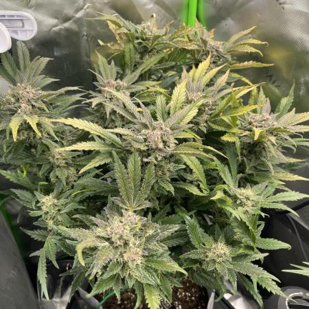 Frostbanger Winter Grow