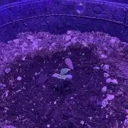 Gorilla Cookies FB420 Summer 26