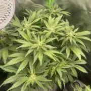 Frostbanger Winter Grow