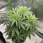 FB420 Rainbow Melon 🌈 🍈