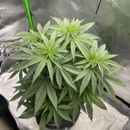 FB420 Rainbow Melon 🌈 🍈