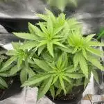 FB420 Rainbow Melon 🌈 🍈