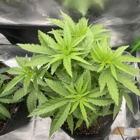 FB420 Rainbow Melon 🌈 🍈