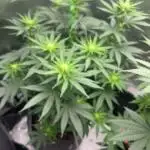 Chill Out OG F4
