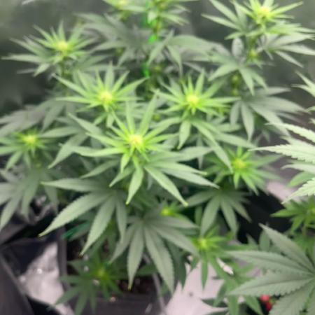 Chill Out OG F4