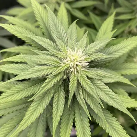 FB420 Rainbow Melon 🌈 🍈