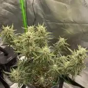 Gorilla Cookies FB420 Summer 26